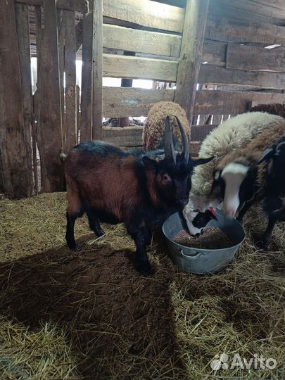 Два козла (7 месяцев) чешский и обычный