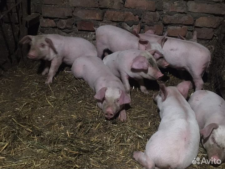 Поросенок ландрас