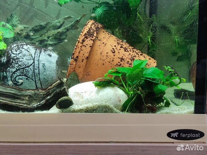 Аквариум 200л рыбки и водоросли