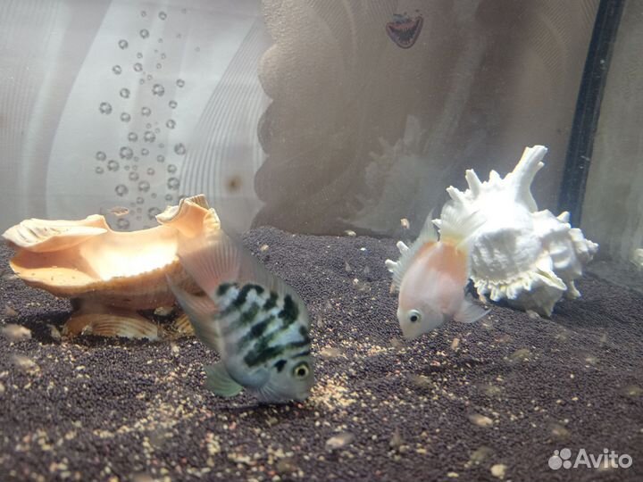 Сапфировый и Голубой попугаи