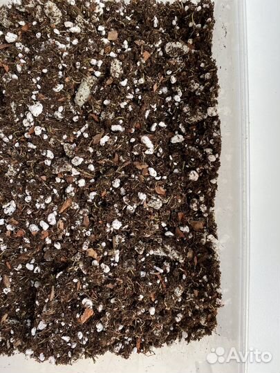 Грунт для калатеи. Грунт для маранты