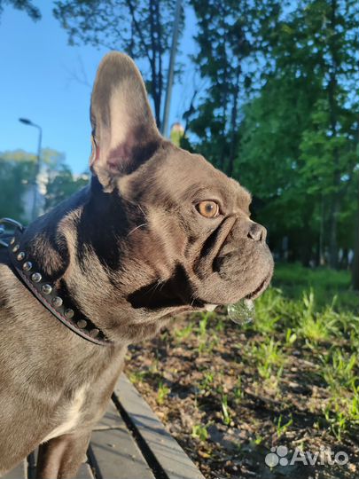 Французский бульдог кабель вязка