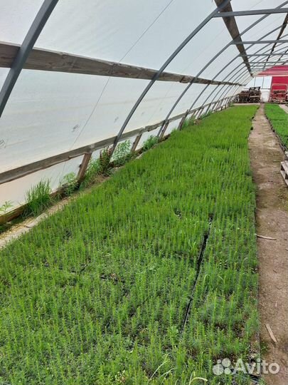 Сеянцы сосны окс от производителя