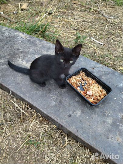 Кошка с котятами в добрые руки