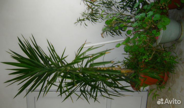 Пальма юкка