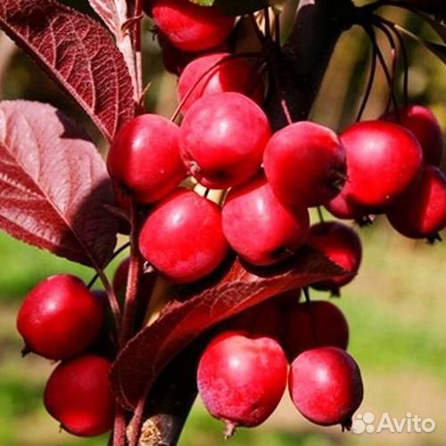 Декоративная яблоня Кармен