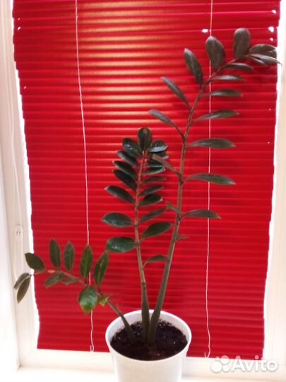 Замиокулькас