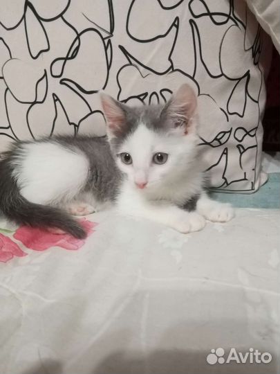 Котята в добрые руки бесплатно