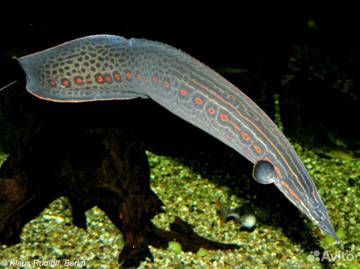 Мастацембел Краснополосый (Mastacembelus Erithrot