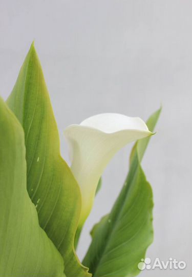 Калла бело-розовая в горшке