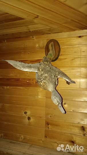 Чучело утки