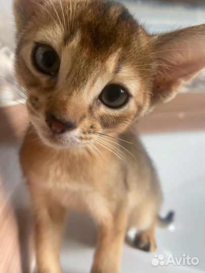 Абиссинская