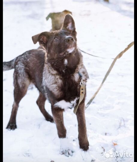 Щенку не место в приюте