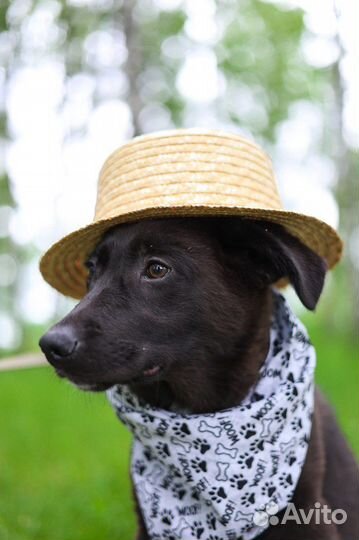 Очаровательный щенок мечтает о доме