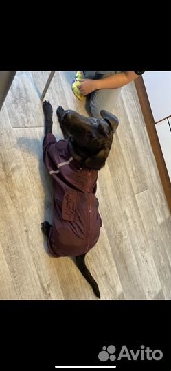 Дождевик для собак