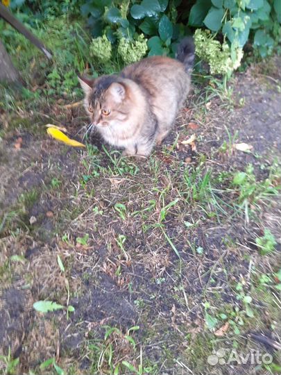 Отдам кошечку в добрые руки