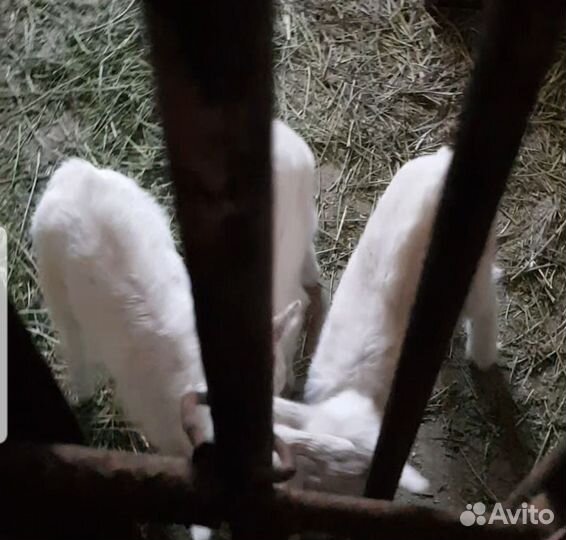 Зааненская дойная коза