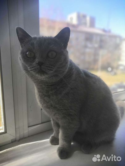 Британская