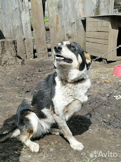 Трехлапая Дана ищет дом