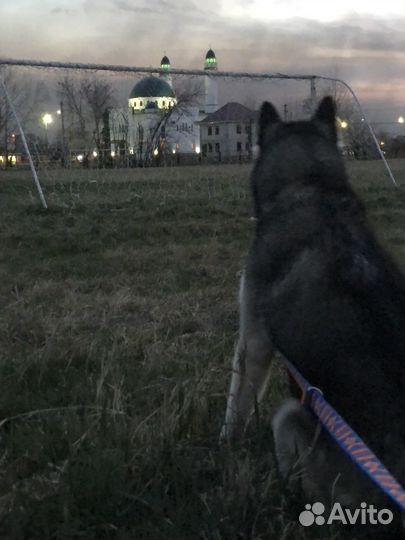 Отдам в добрые руки хаски