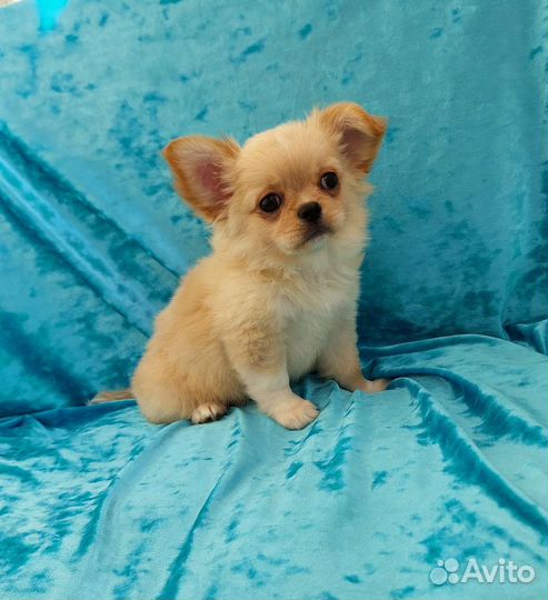 Чихуахуа длинношерстный мальчишечка