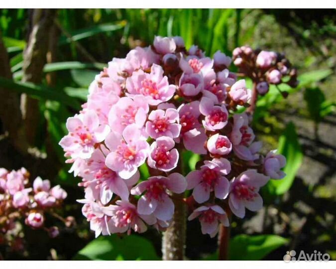 Дармера щитовидная