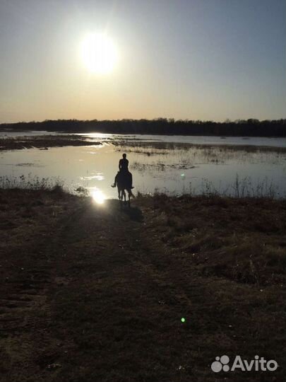 Прокат, прогулка верхом на лошади, фотосессии