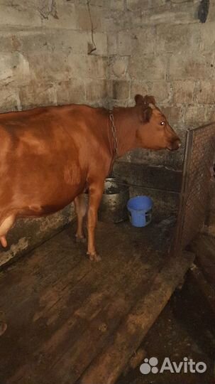 Корова телка