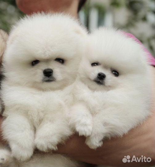 Шпиц мишка мини и микро