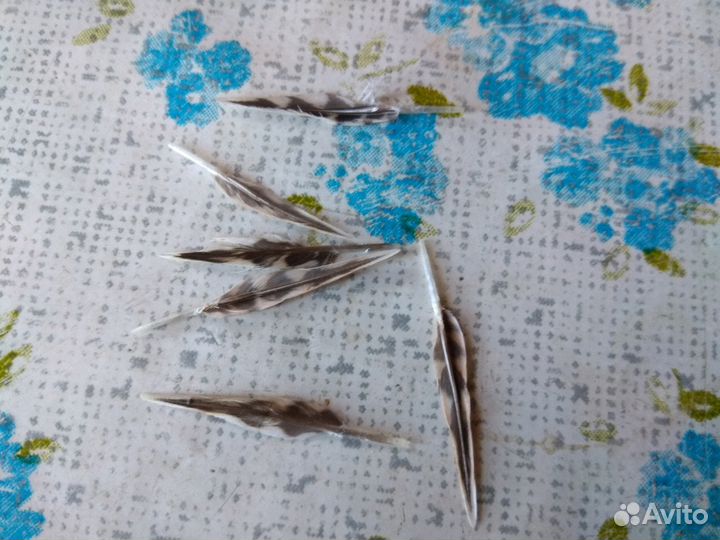 Перо вальдшнепа 