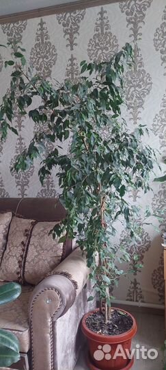 Фикус бенджамина большой