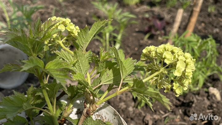 Саженцы kalina бульденеж