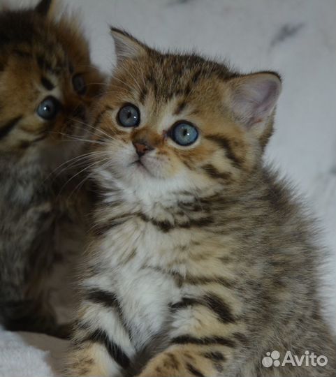 Британцы золотые