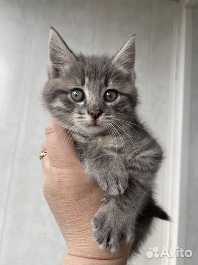 Красивые умные котята