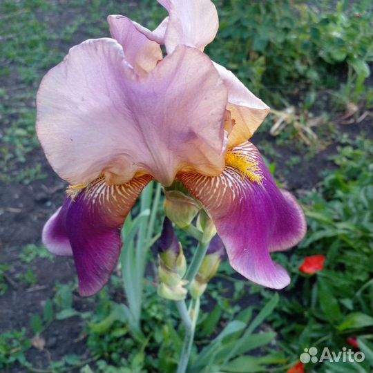 Ирисы бородатые