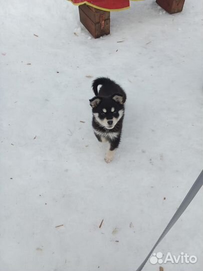 Собака в добрые руки отдам бесплатно