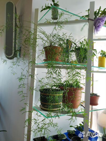 Комнатные растения