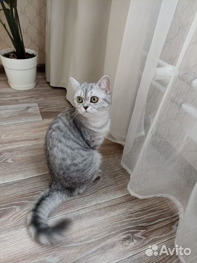 Продам кошку