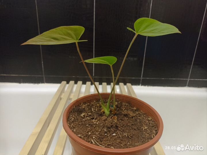 Антуриум семпре