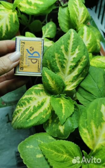 Колеус, комнатное растение. Цветок