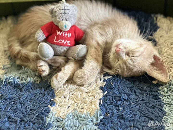 Котёнок в добрые руки