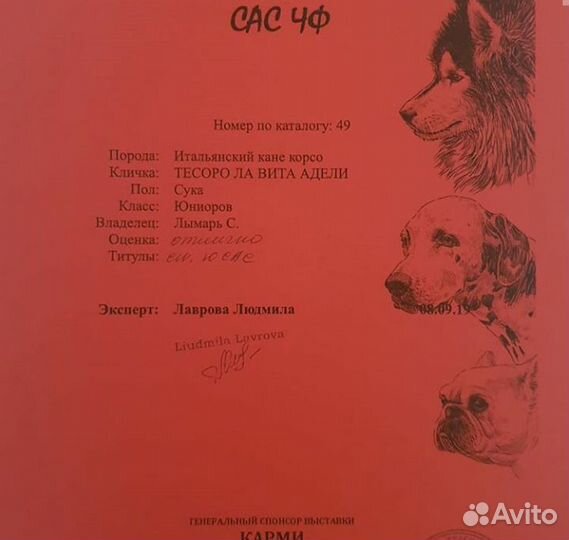 Кане Корсо