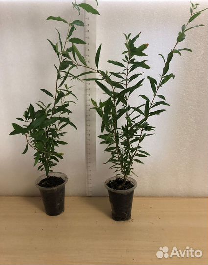 Гранат Нана Белопероне Лантана и др