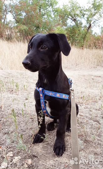 Собаки бесплатно в добрые руки щенки