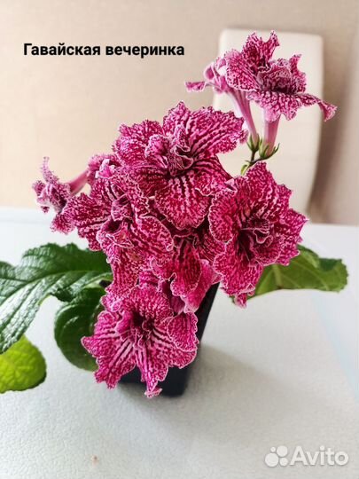 Стрептокарпусы