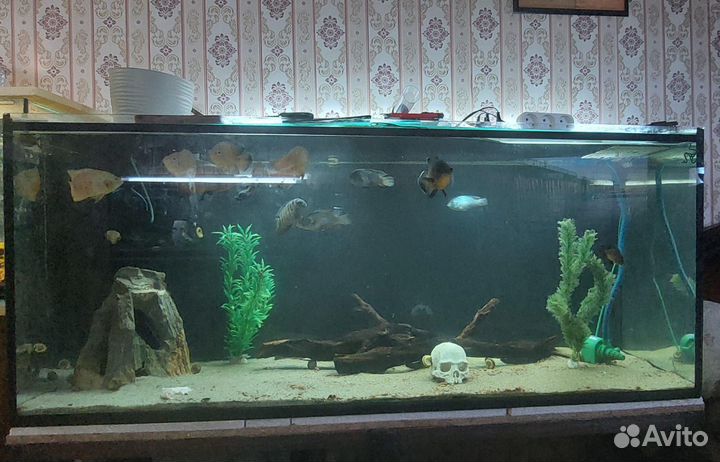 Аквариум