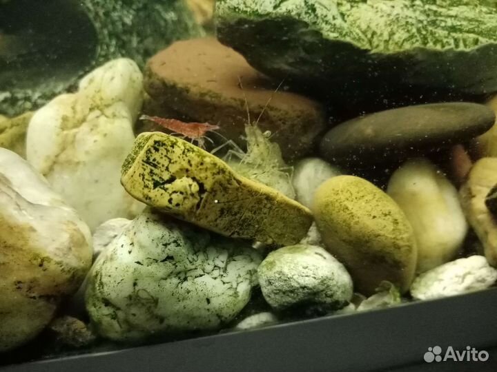 Уничтожитель незванных гостей, макробрахиум