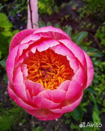 Пионы Сара Бернар и Корал шарм