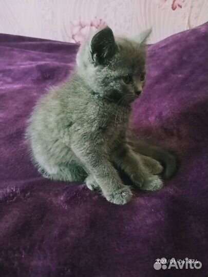 Отдам бесплатно котят