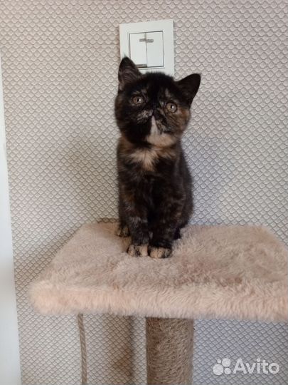 Котята экзоты